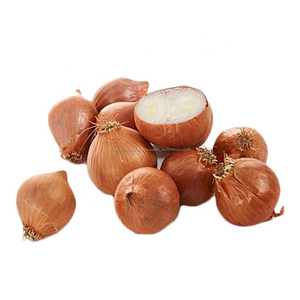 3 cm Frais <span class=keywords><strong>Petit</strong></span> Oignon Échalote - Product Image 1
