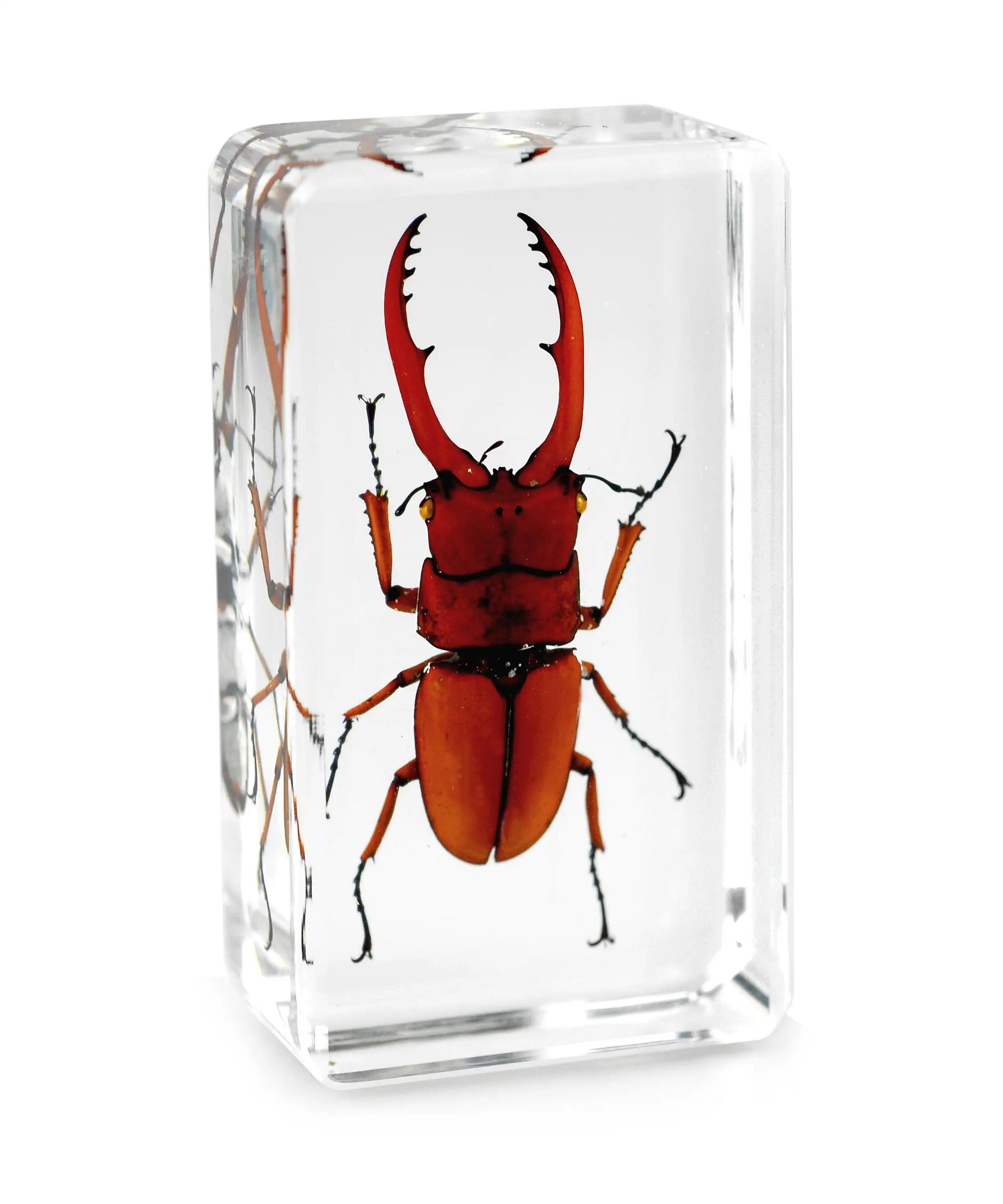 Chí fortune Stag Beetle Côn Trùng Acrylic Mẫu Chặn Giấy Tự Nhiên