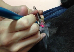 Perangkat Terapi <span class=keywords><strong>Laser</strong></span> Equine Terapi, Perangkat Terapi <span class=keywords><strong>Laser</strong></span> Kuda 30W Kelas 4 Dioda 810nm 980nm untuk Kuda, Anjing, Kucing - Product Image 4