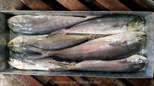A buon mercato Tutto Tondo Di Congelato Mare Catturato Mahi Mahi Pesce