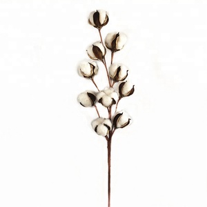 10 têtes 22 pouces coton conservé fleur séchée blanc coton naturel tiges de bulle pour la décoration de la ferme - Product Image 1
