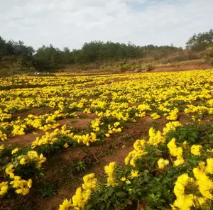 Chrysanthemum tea