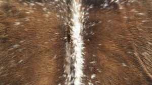 Cow Hide Rug - Product Image 3