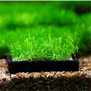 Coussin en céramique pour la culture de la <span class=keywords><strong>mousse</strong></span> dans les aquariums, pour les crevettes cristallines et les plantes - Product Image 5