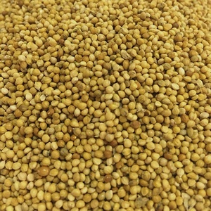 Factory Supply Parel Gierst Spuiten Rode Gierst Hoge Kwaliteit - Product Image 6