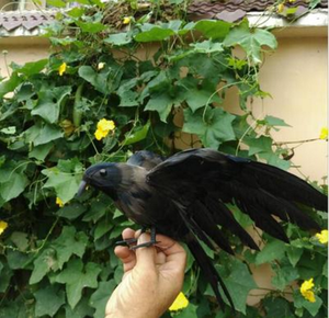 India regalo puerta boda adornos <span class=keywords><strong>de</strong></span> plumas al por mayor pájaros artificiales - Product Image 1