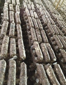 <span class=keywords><strong>Shiitake</strong></span>, ostra, cogumelo reishi madeira/micélio - Product Image 4