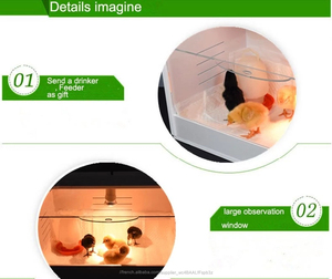 <span class=keywords><strong>Poussin</strong></span> <span class=keywords><strong>couveuse</strong></span> pour Poulet chaud vente au Pakistan - Product Image 6