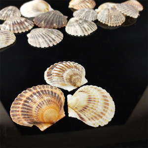 Venta directa de fábrica Conchas de mar de vieira negras crudas Con agujeros o sin agujeros - Product Image 2