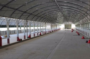 Taiwei ferme <span class=keywords><strong>de</strong></span> poulets <span class=keywords><strong>de</strong></span> chair maison et <span class=keywords><strong>poule</strong></span> oeuf ferme - Product Image 3