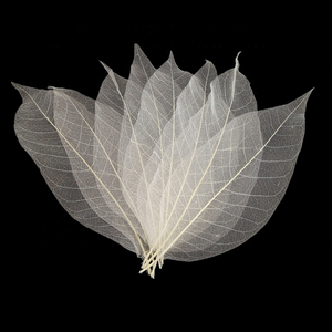 <span class=keywords><strong>Hojas</strong></span> <span class=keywords><strong>de</strong></span> <span class=keywords><strong>Magnolia</strong></span> Naturales Secas para Manualidades y Scrapbooking - Product Image 3