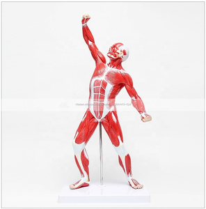 Di alta qualità di arte modello muscolare/Medico modello di spiegazione/muscolo del corpo umano modello - Product Image 1
