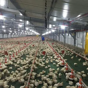 China Factory Supply Automatic Poultry Animal Husbandry Equipment for Farming Chicken