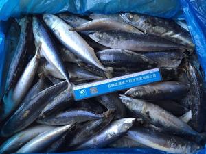 X12 nova estação mackerel peixe frozen saba redonda bqf chupeta mackerel - Product Image 5