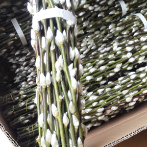 2018 frische schnittblume <span class=keywords><strong>pussy</strong></span> <span class=keywords><strong>willow</strong></span> für neujahrsfeier großhandel konservierte blume - Product Image 6