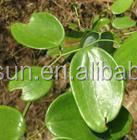 Extracto de raíz de sarsapogenina orgánica, polvo de sarsapogenina, suministro de fábrica - Product Image 3