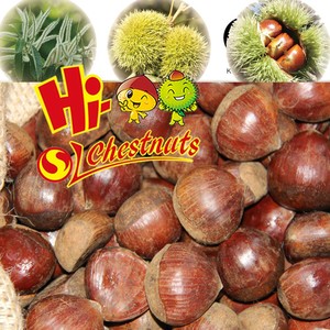 New Crop Fresh <strong>Chestnuts</strong>--Dandong <strong>Chestnuts</strong> in Big Size - Product Image 5