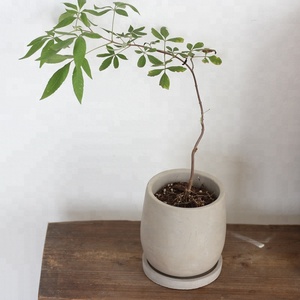 Pot de fleurs en béton au design moderne avec plateau, forme ronde pour la décoration intérieure - Product Image 4