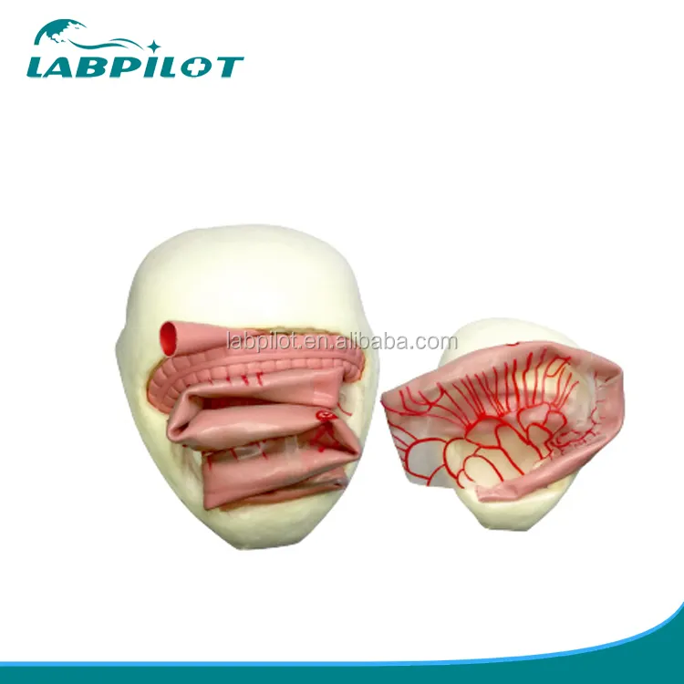 Intestinal Canal Surgery Training Model Small Intestine Anastomosis Simulator