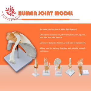 Modèles articulaires fonctionnels de la série démonstrative pour l'épaule, le coude, la hanche, le genou, la main et le pied, avec ligaments et os, pour usage clinique - Product Image 2