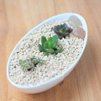 Pot Bonsai keramik Mini kreatif untuk sukulen kecil untuk Rumah dan Taman