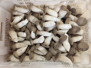 Detan Frais <span class=keywords><strong>Pleurotus</strong></span> <span class=keywords><strong>Eryngii</strong></span> Champignons - Product Image 3