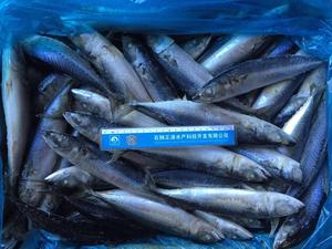 X12 nova estação mackerel peixe frozen saba redonda bqf chupeta mackerel - Product Image 4