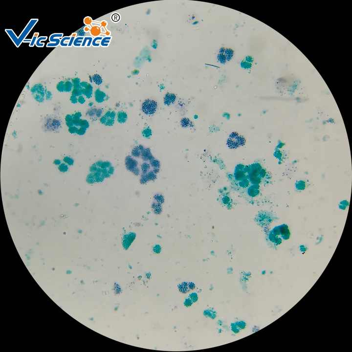 Microscope Prepared Slides Teaching Research Laboratory Protozoa and Algae Quality Microscope Slide Set 20 Biology Slides