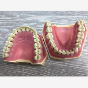 Standaard Maat Educatief Dental Anatomie Typodont <span class=keywords><strong>Model</strong></span> Met 28 Verwisselbare Tanden - Product Image 1