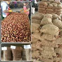 Nuovo raccolto organic bulk 40-60 grani di castagne fresche per la vendita
