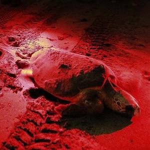 एल्यूमीनियम मिनी मशाल 9 एलईडी नस खोजक प्रकाश लाल बीम नस पता लगाने के लिए टॉर्च का नेतृत्व किया - Product Image 3