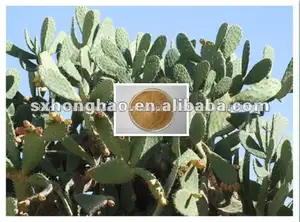 100% natural 10:1 20:1 cactus/opuntia extracto de cactus