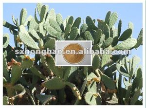 100% natural 10:1 20:1 <span class=keywords><strong>cactus</strong></span>/<span class=keywords><strong>opuntia</strong></span> extracto de <span class=keywords><strong>cactus</strong></span> - Product Image 1