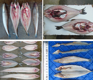 Chuyên nghiệp cá phi lê nhà máy chế biến/cá phi lê dây chuyền sản xuất - Product Image 6