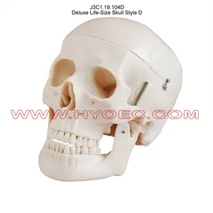 Deluxe Life-Size Skull Style D-J3C1.19.104D