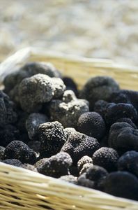 Detan Negro <span class=keywords><strong>salvaje</strong></span> fresco <span class=keywords><strong>trufa</strong></span> precio - Product Image 2