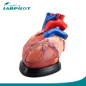 3 Mal Vergrößert 5 Teile Biologische Medizinische Lehre Herz <span class=keywords><strong>3d</strong></span> modell