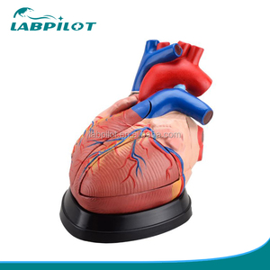 3 倍放大 5 部分生物医学教学心脏 3d 模型