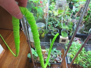 75Ft/100Ft China Yiwu Mercado Mayorista 2017 noticias manguera de jardín extensible manguera serpiente mágica magia Manguera - Product Image 5
