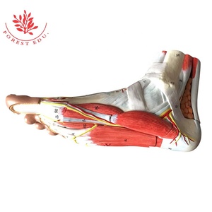Modelo <span class=keywords><strong>de</strong></span> Anatomía Hierárquica <span class=keywords><strong>de</strong></span> los Músculos del Pie, Modelo <span class=keywords><strong>de</strong></span> Músculo Plantar - Product Image 2