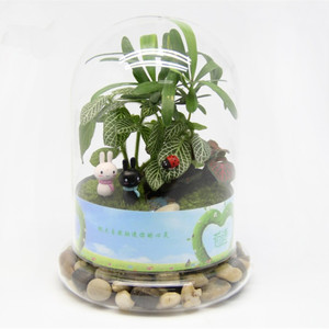<span class=keywords><strong>DIY</strong></span> Kuppelvase aus Hochwertigem Borosilikatglas mit Glasboden für Tisch-Miniforest-Landschaften, Naturpflanzen und Moos-Dekoration - Product Image 2