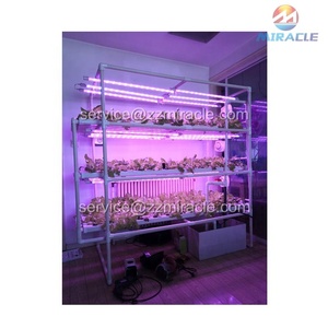 Sistema <span class=keywords><strong>de</strong></span> crecimiento <span class=keywords><strong>de</strong></span> lechuga hidropónica - Product Image 6