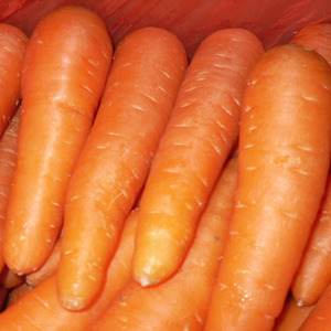 All'ingrosso fresco carota con il prezzo basso - Product Image 1