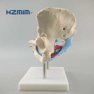 Mô Hình Xương Chậu Nữ Có Cơ Và Cơ Quan Mô Hình Xương Giải Phẫu Xương Chậu - Product Image 3