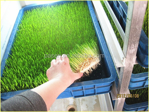 Animaux hydroponique Fodder Machine / hydroponique vert Fodder faisant la Machine pour animaux - Product Image 1