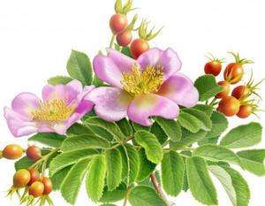 100% Pure Raw <span class=keywords><strong>Rosa</strong></span> Canina Frutas Molienda Harina Polvo de escaramujos para aditivos alimentarios - Product Image 6