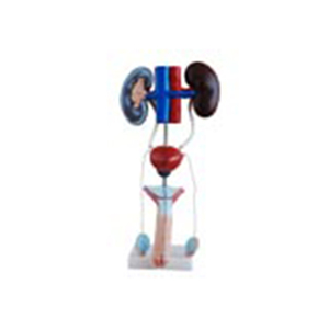 Modèle d'<span class=keywords><strong>urologie</strong></span>, modèle médiéval, ancien, de bassin, ltm266 - Product Image 1