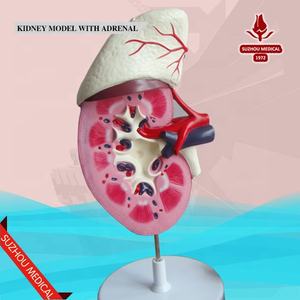 Scienza Made in china modello anatomico del rene umano insegnamento medico sistema urinario renale in plastica - Product Image 4