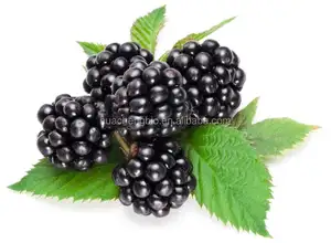 Extracto en polvo de fruta de Blackberry, 100% Natural y fresco