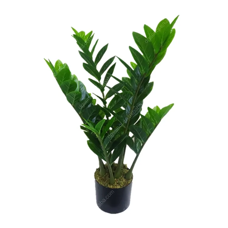 Zamioculares tropicales, hojas de dinero, plantas, 70cm